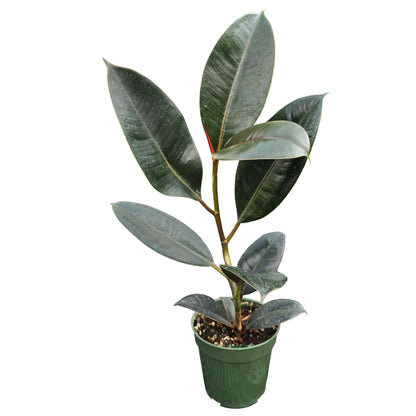 Bumble Plants Burgundy Ficus Elastica Black Rubber Plant [Winter Thermal Packaging Included] | Glossy Dark Green Leaves | Red Mid-Veins | Low Maintenance Unique Houseplants for Easy Indoor Gardens