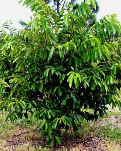 10PCS Custard Sugar Apple Fruit Tree Seeds Annona Squamosa Tropical Sweetsop Plant Fruit Tree Seeds