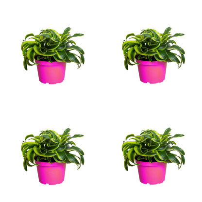 4 Pack Dracaena 'Tornado' in 6in Pot - Live Plants Tropical Houseplants | Variegated | USA Growers | The Snobby Leaf