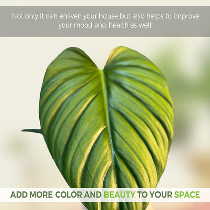 LEAL PLANTS ECUADOR Anthurium Pallidiflorum,Syngonium Pink Schott, Philodendron SP Colombia (Pack of 3) Live Plants Perfect for Indoor & Outdoor