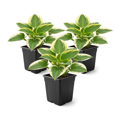 Live Perennial Hosta - Bedazzled (3 Plants Per Pack) Beautiful Accent Plant, 10" Tall by 4" Wide in 1 Qt Pot
