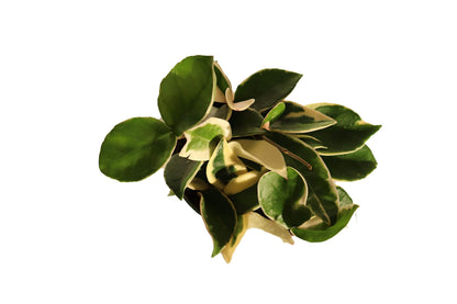(Rare) Hoya Tricolor - 4" from California Tropicals