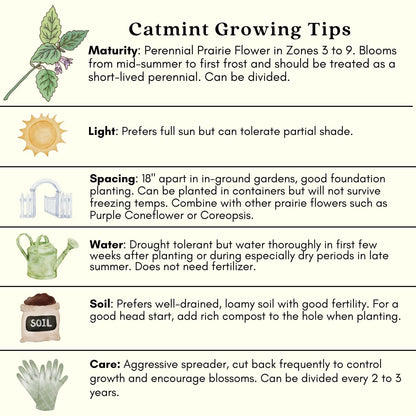 Clovers Garden Catmint (Nepeta) Plants – Two (2) Live Plants – Non-GMO - Not Seeds - Each 4" to 8" Tall – in 4" Inch Pots – Natural Mosquito Plant - Hardy Flowering Perennial Herb, Pollinator Favorite