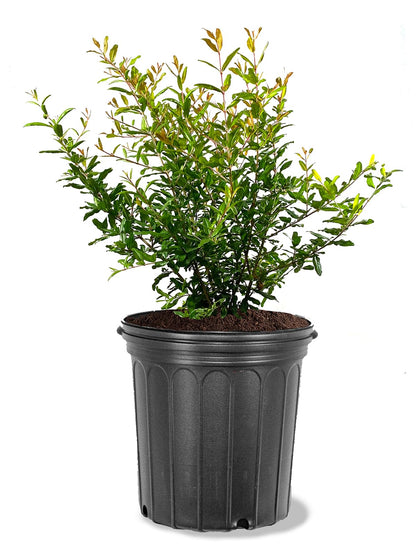 Salavatski Pomegranate Tree, Fruit Bearing, Hardy, 5 gal Nursery Pot, 2-3 ft Tree Height (Due to Agricultural Laws, we Cannot Ship to CA, AZ, AK, or HI)