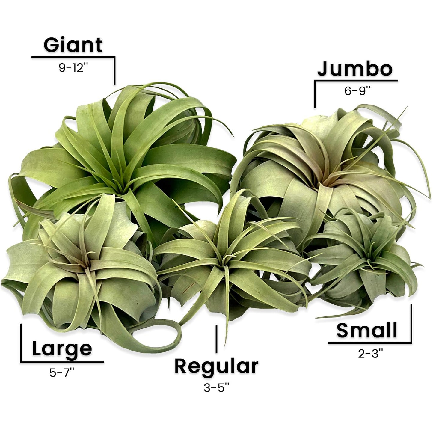 ragnaroc Air Plants - Tillandsia Xerographica, Large 5-7” - 1ct - Live Arrival Gauranteed - House Plants for Home Decor & Gift