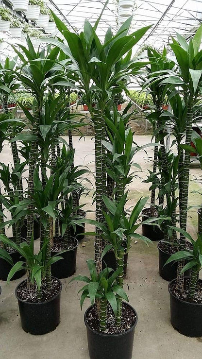 Dracaena Lisa Elegance Cane - Live Plant in a 10 Inch Pot - Dracaena Deremensis - Beautiful Easy Care Air Purifying Indoor Houseplant