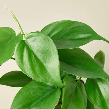 Philodendron Cordatum Heartleaf Live Plant for Indoor | Different Houseplants in 3'' Pot | Real House Plant for Living Room, Office, Desk & Bathroom | Philodendron cordatum