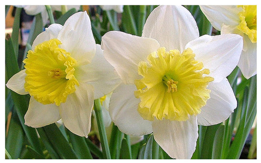 10 Ice Follies Narcissus Bulbs - Top Size Daffodil Bulbs