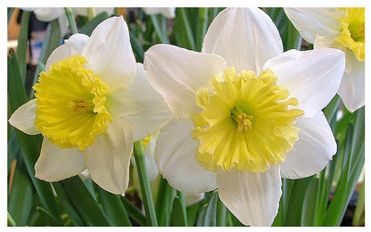 5 Jersey Lace Narcissus Bulbs - Top Size Daffodil Bulbs