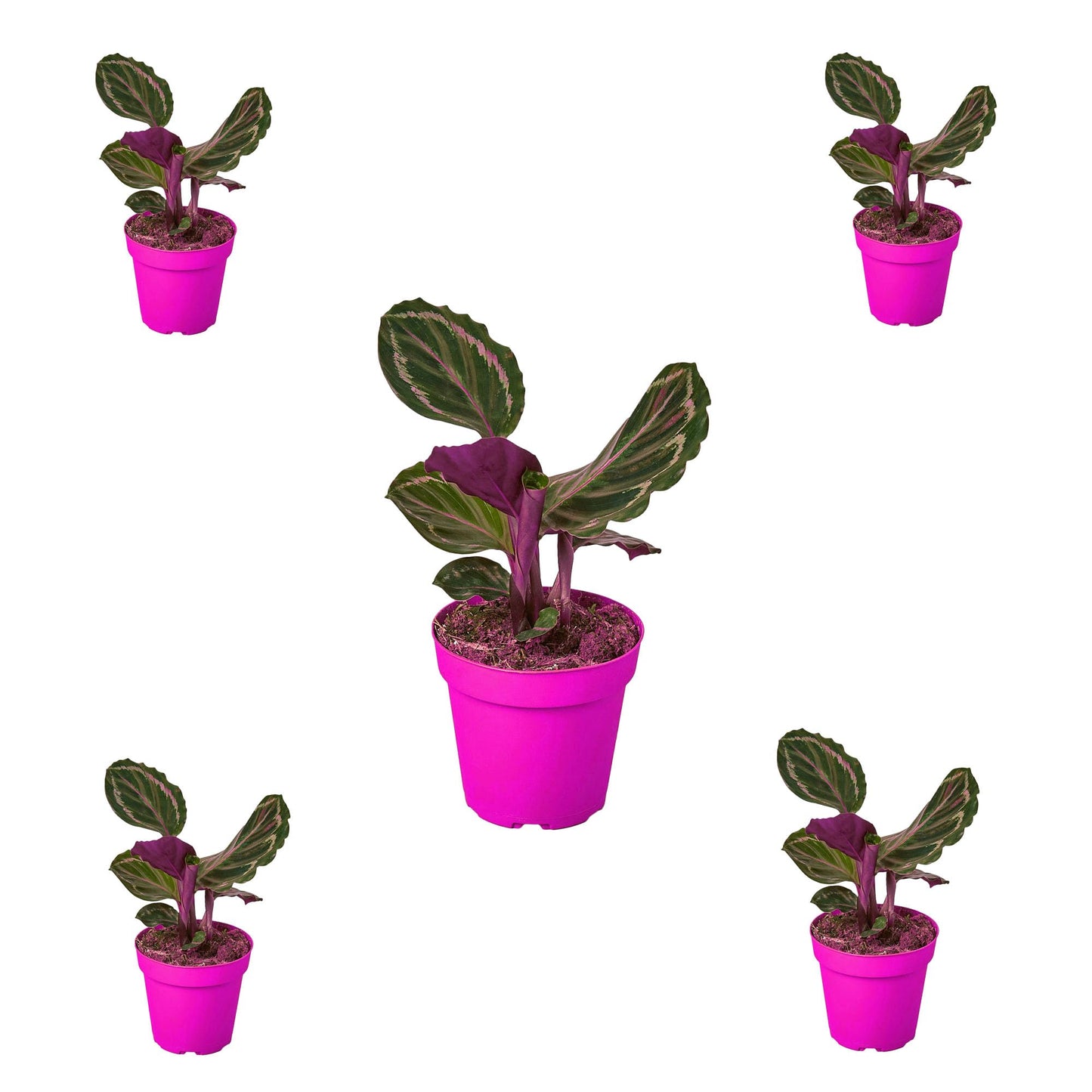 5 Pack Calathea Roseopicta 'Medallion' in 6in Pot - Live Plants Tropical Houseplants | Variegated | USA Growers | The Snobby Leaf