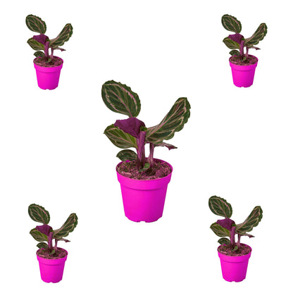 5 Pack Calathea Roseopicta 'Medallion' in 6in Pot - Live Plants Tropical Houseplants | Variegated | USA Growers | The Snobby Leaf