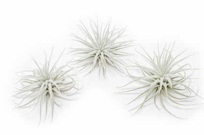 Large Tectorum Ecuador Air Plant - Live Tillandsia Succulent House Plants - Available in Wholesale and Bulk - Home and Garden Decor - Easy Care Indoor and Outdoor Plants (Large-1 PC)