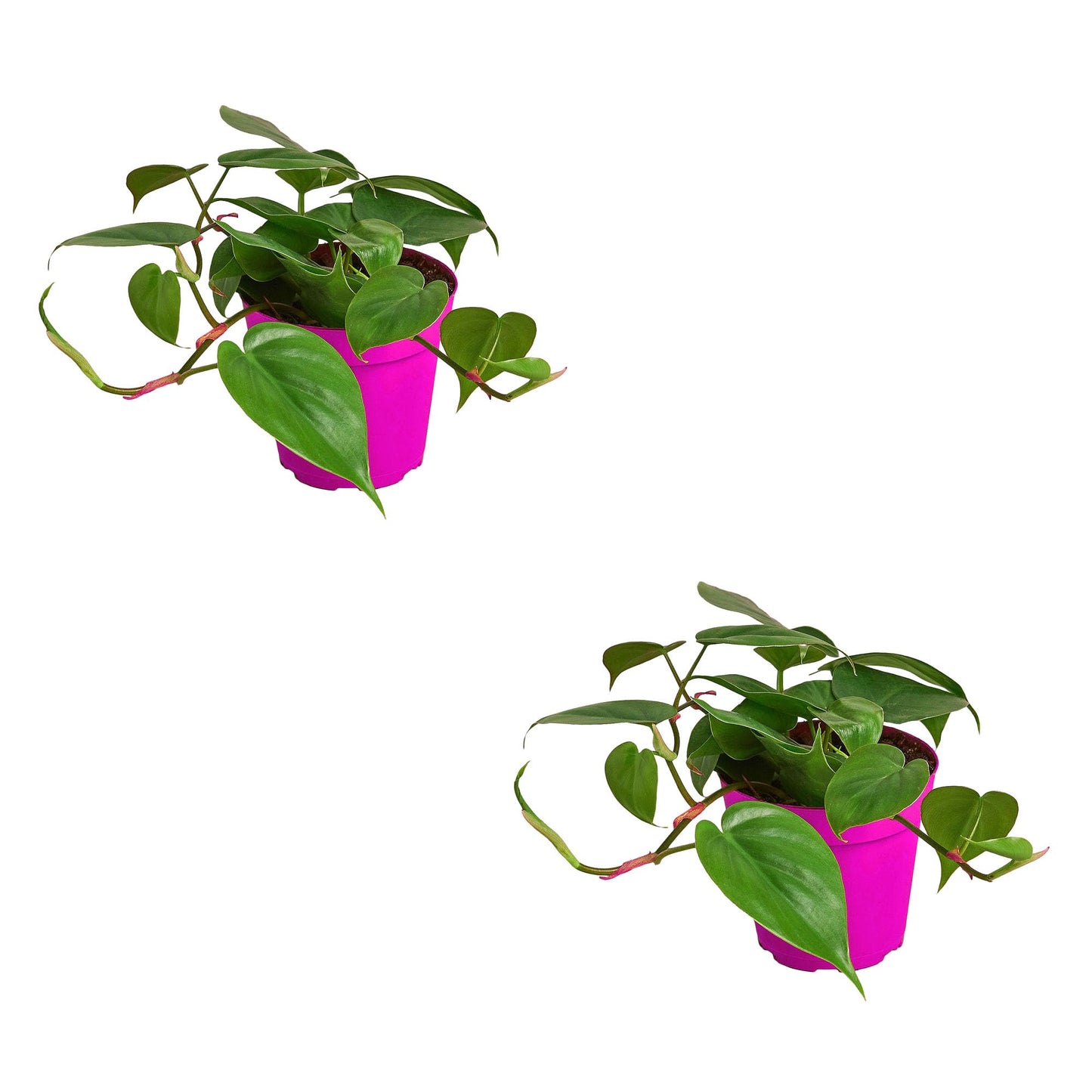 2 Pack Philodendron Cordatum Heartleaf - in 4in Pot - Live Plants Tropical Houseplants | Variegated | USA Growers | The Snobby Leaf