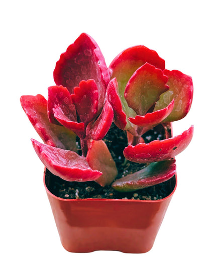 Succulents Plants Live 2inch Live Mini Succulent Plants, Easy Care House Plants Rooted in Succulent Soil Mix, by The Succulent Cult (Kalanchoe Longiflora Coccinea, 2 Inch)
