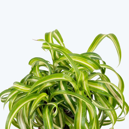 Hanging Curly Spider Plant Live in 4 Inch Pot | Bonnie Spider Plant | Air-Purifying | Low Maintenance | Perfect for Home and Office Decor | Easy Care Starter Plants