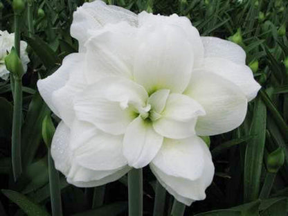 UtopiaSeeds Marquis Amaryllis Bulb - Double White Amaryllis - One Large Bulb