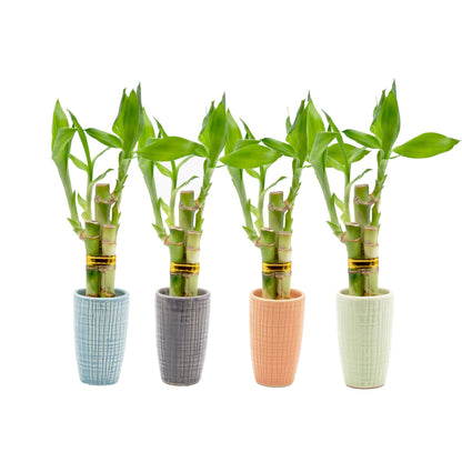 3 Stalk Live Lucky Bamboo Arrangement in Mini Color Ceramic Vase - Colorful Poterry, Indoor House Plants, Feng Shui, Lucky Plant, Houseplant (Plum)