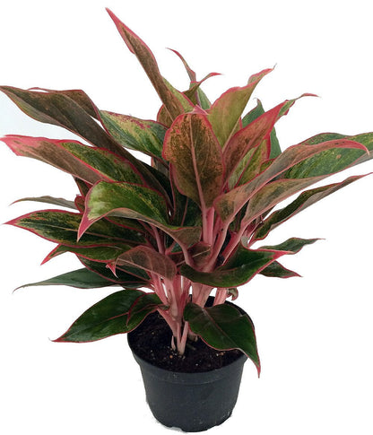 Siam Aurora Chinese Evergreen Plant - Aglaonema - Grows in Dim Light - 5" Pot