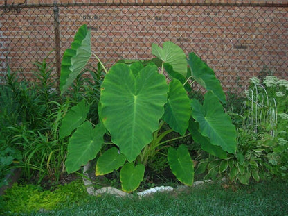 10 Live Colocasia Esculenta Elephant Ear Taro Gabi Kalo Eddo Bulbs #TSMN