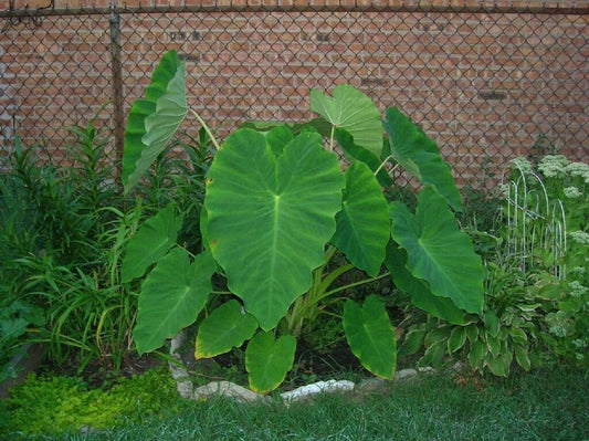 10 Live Colocasia Esculenta Elephant Ear Taro Gabi Kalo Eddo Bulbs #TSMN