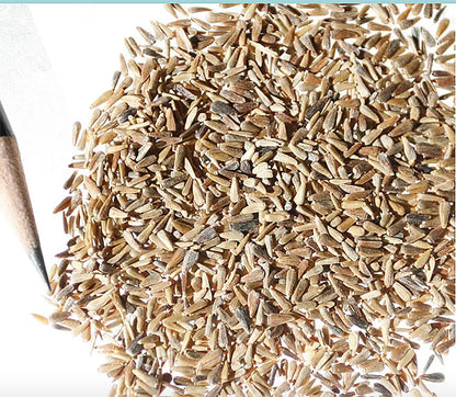 Ostrich Plumed Crego Mix Aster Seeds - 1000 Seeds