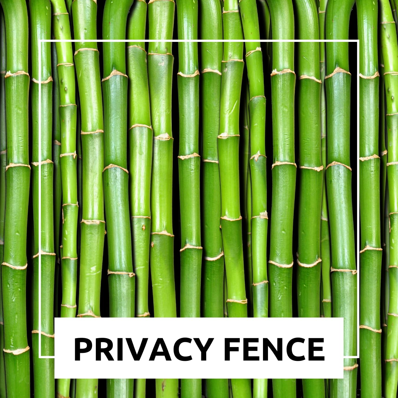 420 Giant Bamboo Seeds for Planting - Fast Growing Bamboo Ideal Privacy Screen, Windbreak, Garden Accent or Landscaping – Easy Planting - Striking Dark Stems