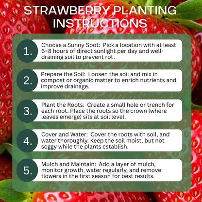 Ruby Giant Strawberry Plants – Extra Large Sweet Strawberries – High Yield Strawberry Runners – Big Fruit, Easy to Grow Plants for Home Gardens (50 Plants)