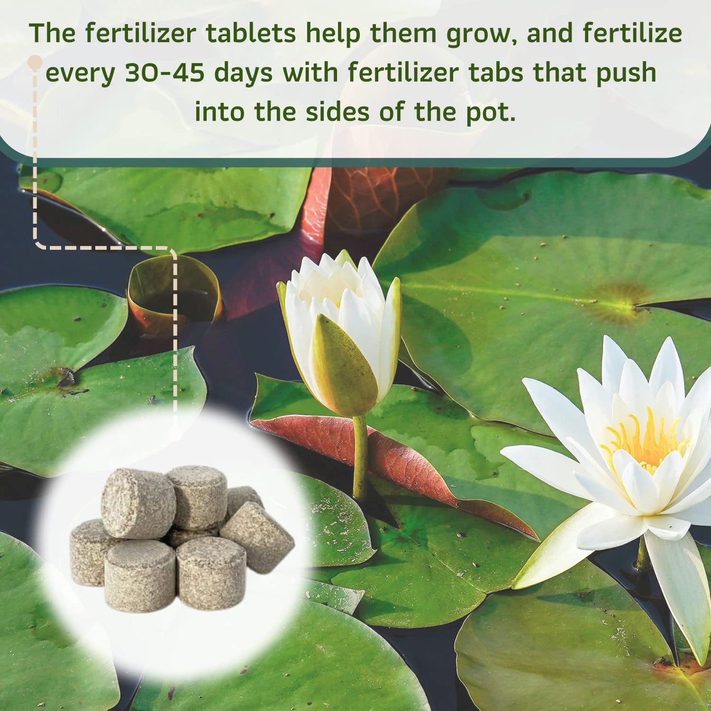 Mainam Mixed Colorful Hardy Water Lily Tuber Live Aquarium Plant for Freshwater Fish Pond Balcony Buy 2 GET Fertilizer Free (Red Nymphaea Perry's Fire Opal)