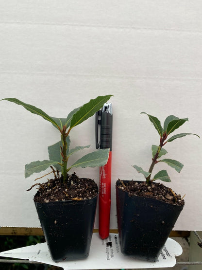 Live Plant - Laurus nobilis Bay Leaf Tree Bay Laurel Sweet Bay Rooted Small Starter Plant!