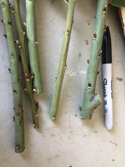 Live Plant - 5 Sweet Laurel Bay Tree Plant Cuttings
