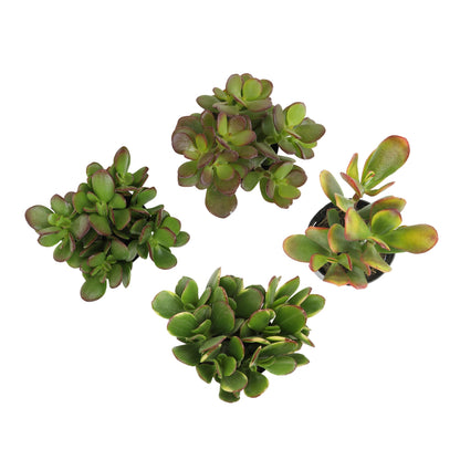 Altman Plants Live Jade Plant Collection (4PK), Classic Jade Plants in 2.5" Pots, Mini Succulents, Sunset Jade, Live Succulents, Crassula Ovata, Variegated Live Plants & House Plants in Succulent Soil