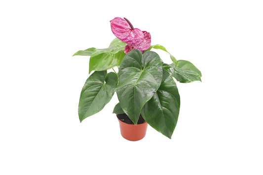 Assorted Color Anthurium Plants – Vibrant Tropical Blooms, Live Assorted Anthurium Plants – Variety of Stunning Colors- Perfect for Home or Gifts 6" Grower's Pot from California Tropicals
