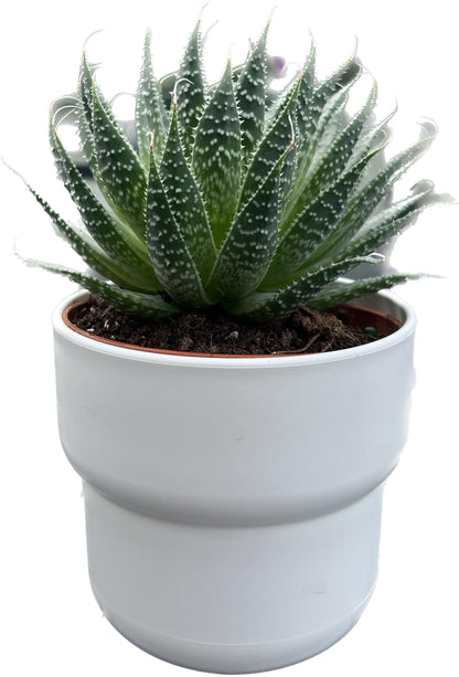 Aloe Aristata "Lace Aloe" Live Plant - Unique Houseplants for Easy Indoor Gardens & Home Decor Gifts - Potted Tiny Houseplants 4" inch White Pot Included