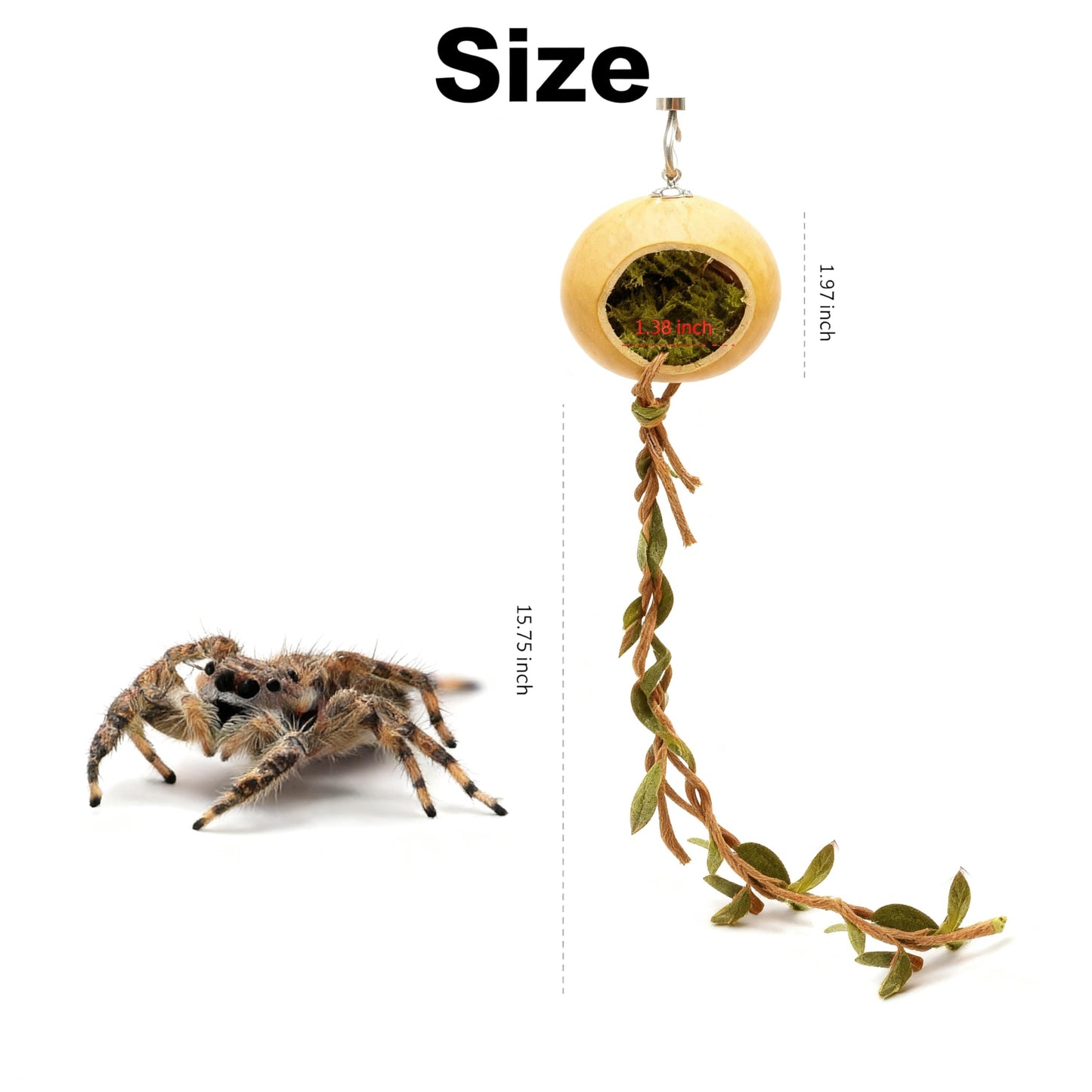 Jumping Spider Hideout - Wood Habitat with Magnetic Mount Spider Climbing Platform Suitable for Jumping Spiders and Other Small Insects