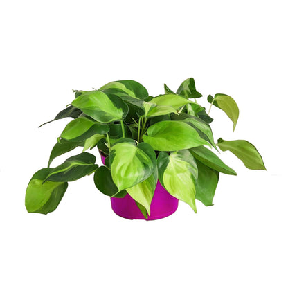 3 Pack Philodendron 'Brasil' in 3in Pot - Live Tropical Houseplant - Easy to Grow | Air Purifying | Variegated | USA Growers | The Snobby Leaf