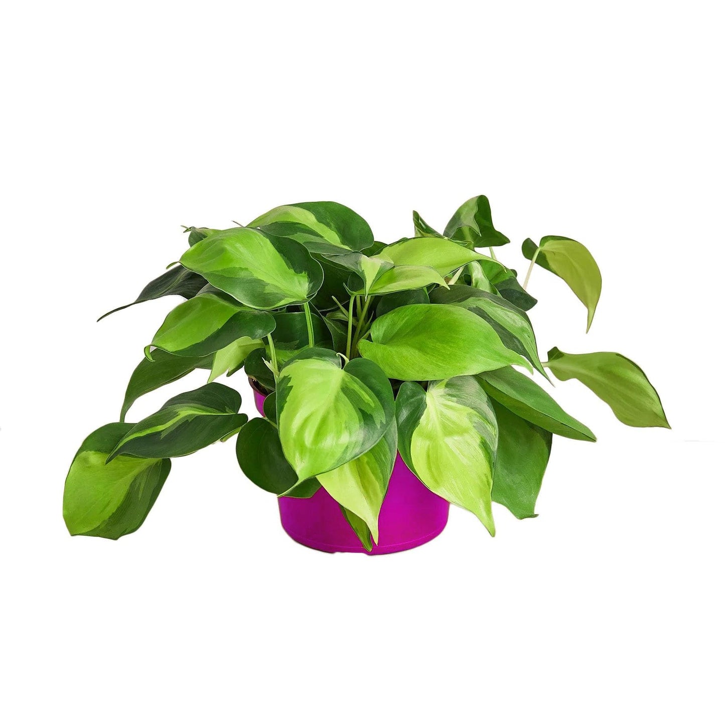 2 Pack Philodendron 'Brasil' in 4in Pot - Live Tropical Houseplant - Easy to Grow | Air Purifying | Variegated | USA Growers | The Snobby Leaf