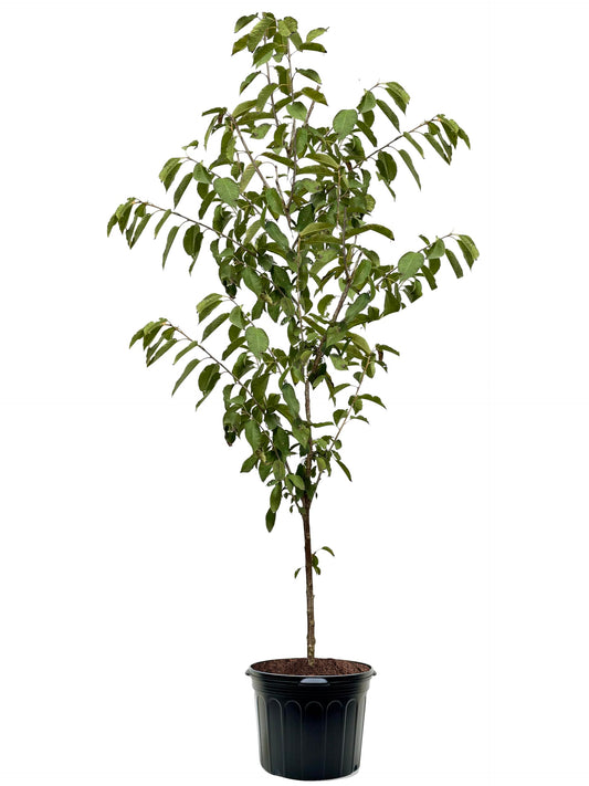 American Plant Exchange Cherry Tree 'Montmorency' – Live Fruit-Bearing Plant, 7-Gallon Pot, Cold Hardy, Tart Edible Cherries for Outdoor Orchards and Landscapes