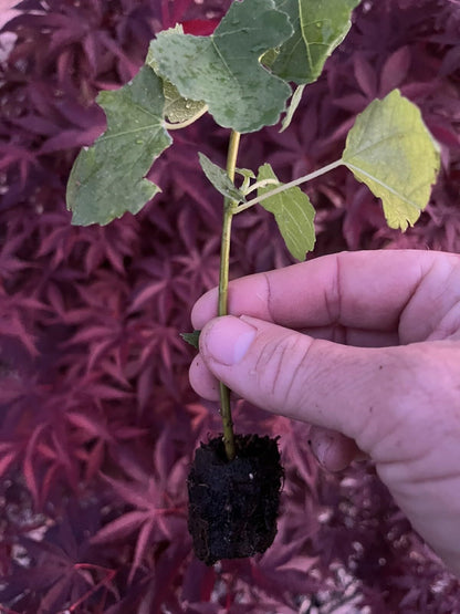 Live Plant - Fig Tree Chicago Hardy 3 Starter Plants Free