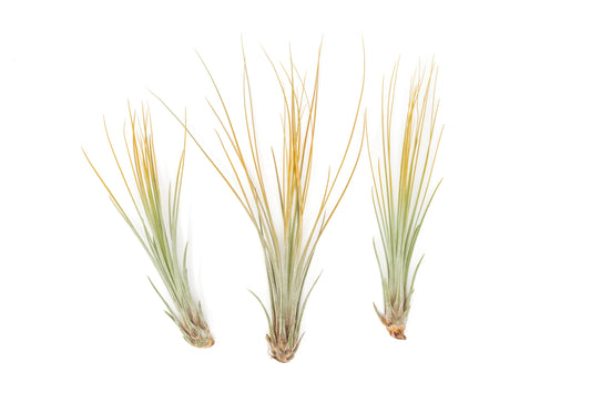 Orange Colorful Tillandsia Air Plants - Long Lasting Color Enhanced Live Tillandsia Succulent House Plants - Home and Garden Decor - Easy Care Indoor/Outdoor Plants (Juncea, Pack of 3)