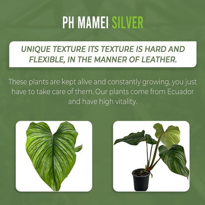 LEAL PLANTS ECUADOR Philodendron Mamei Silver (Pack of 2)| Live Elephant Ear Plant for Indoor | King of Spades Philodendron | Green Tropical Houseplant |Unique Gift for Plant Lovers