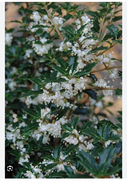 Live Plant - Party Princess 'Kaori Hime' Fragrant Sweet Tea Olive Osmanthus Fragrans-Starter