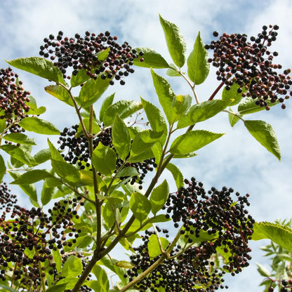 2 Elderberry Live Plants | 8-12 Inches Bare Root Rooted Cuttings | Black Sambucus Deciduous Fruit Shrub | Well-Rooted for Outdoor Garden and Landscape