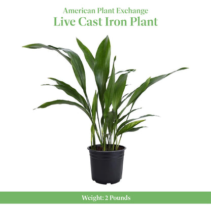 American Plant Exchange Cast Iron Plant – Live 6-Inch Potted Evergreen, Low-Maintenance Hardy Houseplant, Drought-Tolerant & Low-Light Indoor Plant for Home, Office & Shade Gardens