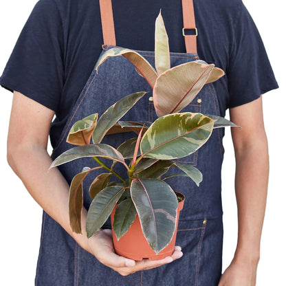 7 Pack Ficus Elastica 'Ruby Pink' in 4in Pot - Live Plants Tropical Houseplants | Variegated | USA Growers | The Snobby Leaf