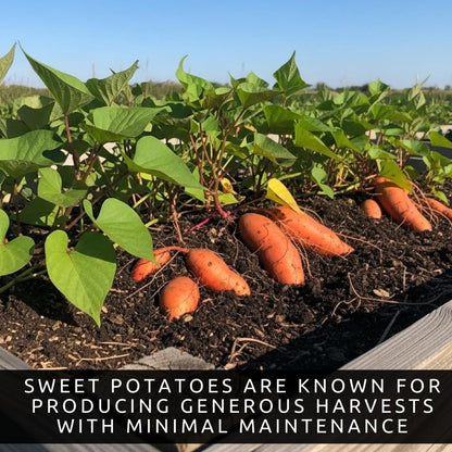 Orange Sweet Potato Slips for Planting – Non-GMO Heirloom Sweet Potato Plants – High Yield Garden Starts – Easy to Grow Vegetable Plants for Home Garden, Raised Beds & Containers (25 Slips)