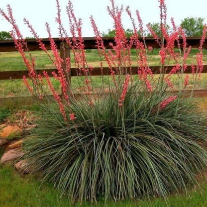 Red Yucca Live Plant, Yucca Succulent Plant Potted 4 to 8 Inch Tall, Live Outdoor Garden Plants in 4" Pot