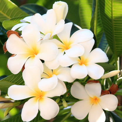 White Plumeria Live Plant - Easy Care Tropical Houseplant with Fragrant Flowers, Hawaiian Indoor Outdoor Plant Cutting for Home Garden