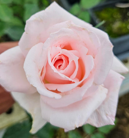 Ma Cherie Roses, Brides Dream Rose Bush, Rose Bushes Ready to Plant, 2 Quart Pot, Live Plants Outdoor, Plant Gifts, Roses, Perennial Plants, Outdoor Plants Live (Light Pink - Brides Dream)