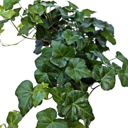 Live Ivy Plant, Hedera Helix, English Ivy, Trailing Indoor Plant, Housewarming Gift, Plant Lover Gift, Live Home Decor, Father's Day Gift Plant in 6" Pot