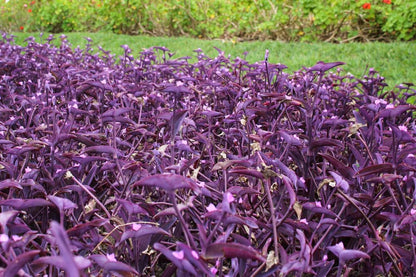 6 Cuttings Purple Heart Wandering Jew - Tradescantia Pallida Purpurea Plant - Easy to Grow Indoor Outdoor Plant